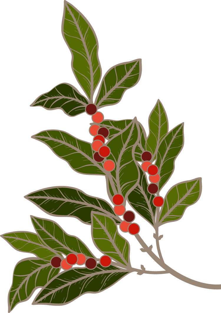 Coffee Illustration