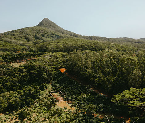 Follow the Coffee Trail